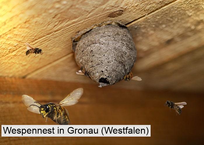 Wespennest in Gronau (Westfalen)